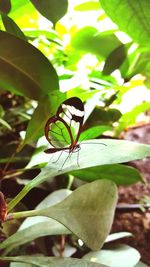 Close-up of butterfly on leaf