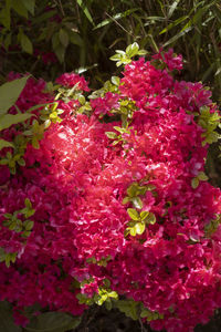 Close-up of pink flowering plants