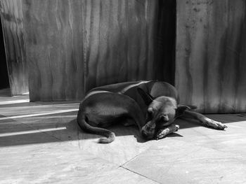 Dog lying on floor