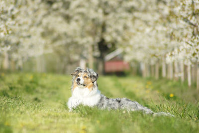 Portrait of dog sitting on grass