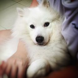 Close-up of white puppy