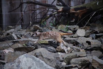 View of lizard on rock