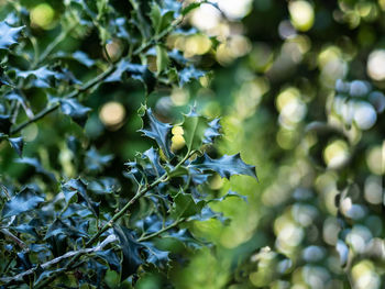 Low angle view of leaves on tree