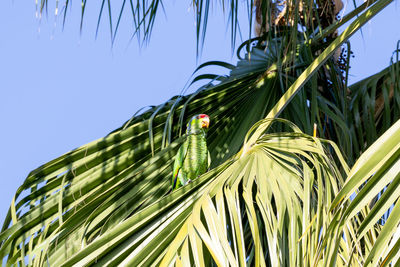 Red crowned parrot eating pecans in los angeles