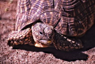 Close-up of a turtle