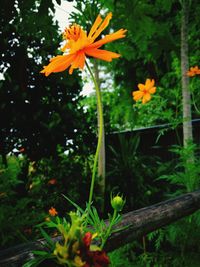 Close-up of orange flowers blooming outdoors