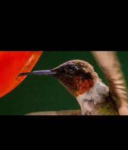 Close-up of bird perching outdoors