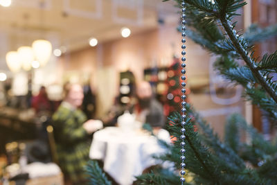 Close-up of christmas tree at night