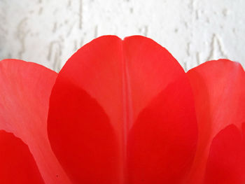 Close-up of heart shape red flower