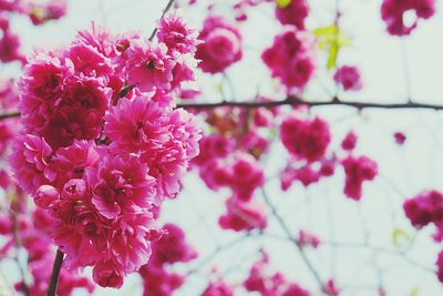 Close-up of pink flowers