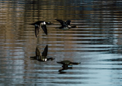 Birds flying over lake