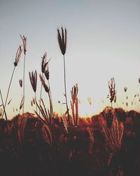 Plants growing on field at sunset