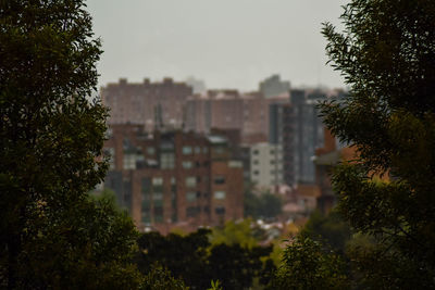 Trees and buildings against sky