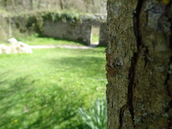 Close-up of moss on tree trunk