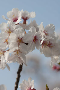 Close-up of cherry blossoms against sky