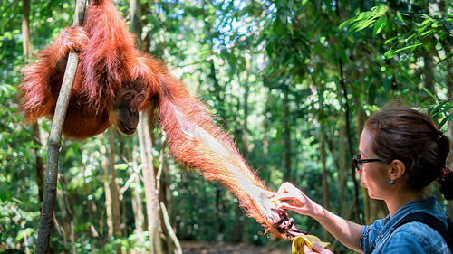 Woman giving food to monkey in forest