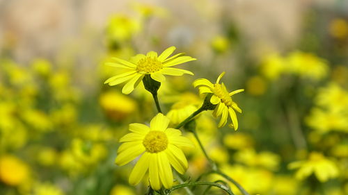 Close-up of yellow flowering plant on field