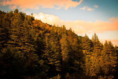 Pine trees in forest against sky during sunset