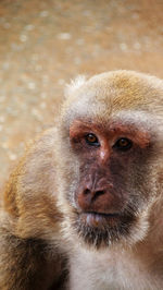 Close-up portrait of monkey