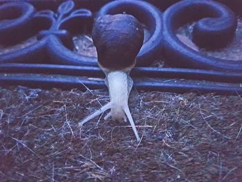 Close-up of a mushroom on field