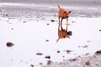 Dog running on beach