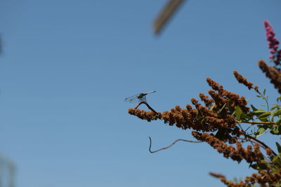 Low angle view of insect on plant against clear sky