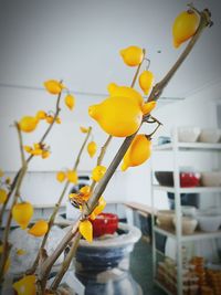 Close-up of yellow flowers