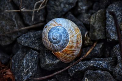 Close-up of snail