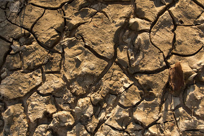 Full frame shot of dry tree on field