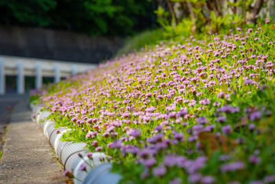 Close-up of purple flowering plants in park