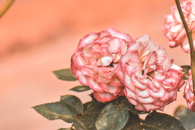 Close-up of pink rose