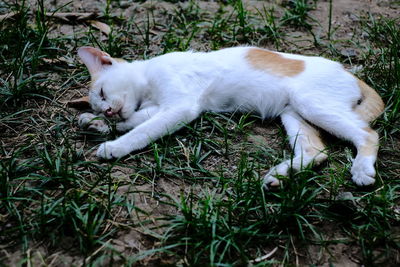 White kitten sleeping on the ground during the day