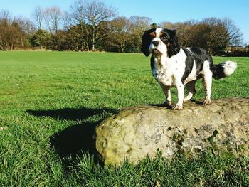 Portrait of dog on field