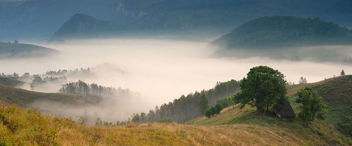 Panoramic shot of trees on land against sky