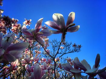 Low angle view of flowering plant against blue sky