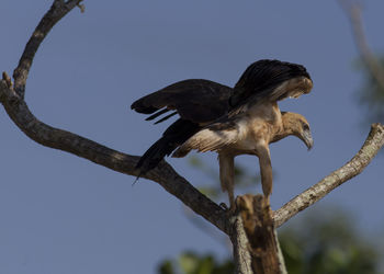 Low angle view of bird perching on tree against clear sky