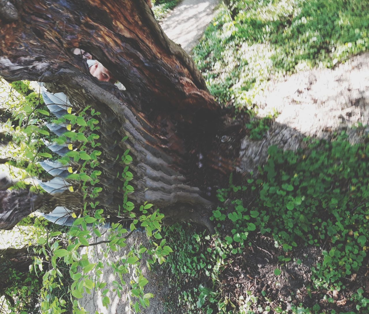 plant, tree, growth, nature, day, forest, land, green color, tree trunk, trunk, no people, plant part, beauty in nature, tranquility, outdoors, leaf, rock, water, scenics - nature, high angle view, bark, flowing water