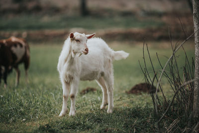 Sheep standing in a field