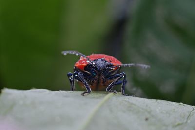 Close-up of insect on leaf