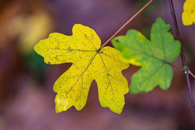 Close-up of yellow maple leaves