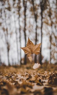 Falling maple leaf during autumn .