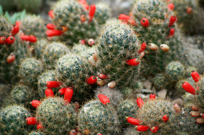 Close-up of red cactus growing on field