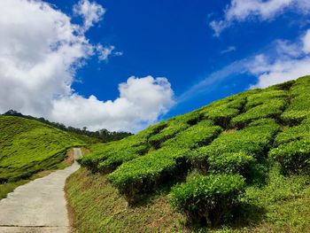 Scenic view of green landscape against sky