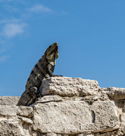 Low angle view of lizard on rock against sky