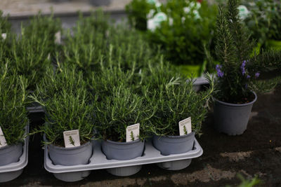 Potted rosemary plants for sale in a nursery