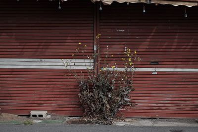 Closed shutter of building