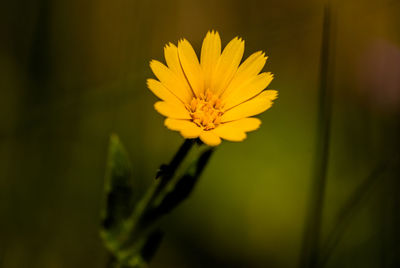 Close-up of yellow flower