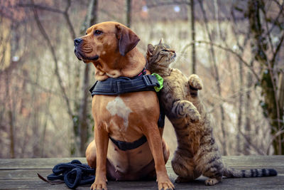 Dog looking away while sitting on tree