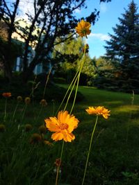 Close-up of yellow flowering plant on field