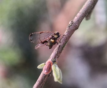 Close-up of butterfly on plant